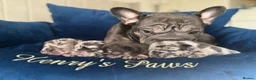 French Bulldog dogs for sale: 🤍𝐒𝐭𝐮𝐧𝐧𝐢𝐧𝐠 𝐅𝐥𝐮𝐟𝐟𝐲 𝐟𝐫𝐞𝐧𝐜𝐡𝐢𝐞𝐬 - Advert 2