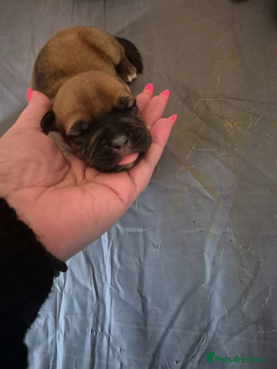 Mixed Breed dogs for sale: Mastiff mixed breed - Advert 2
