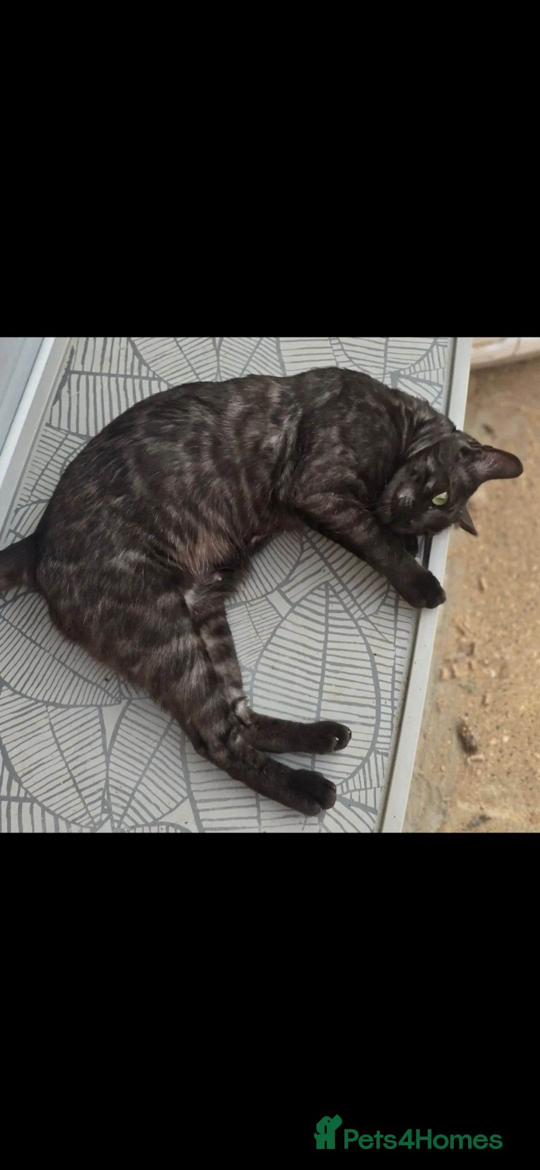 Bengal cats for sale: Tica registered black Bengal girl  - Advert 2