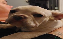 French Bulldog dogs for sale: Frenchy girls - Advert 10