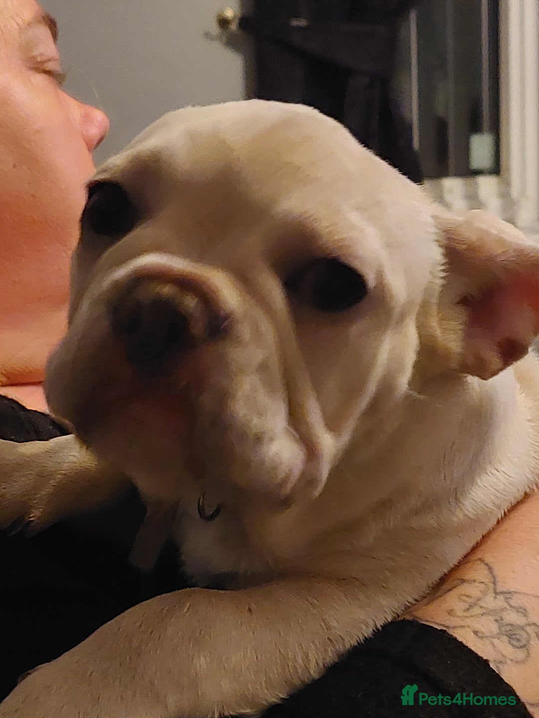 French Bulldog dogs for sale: Frenchy girls - Advert 10