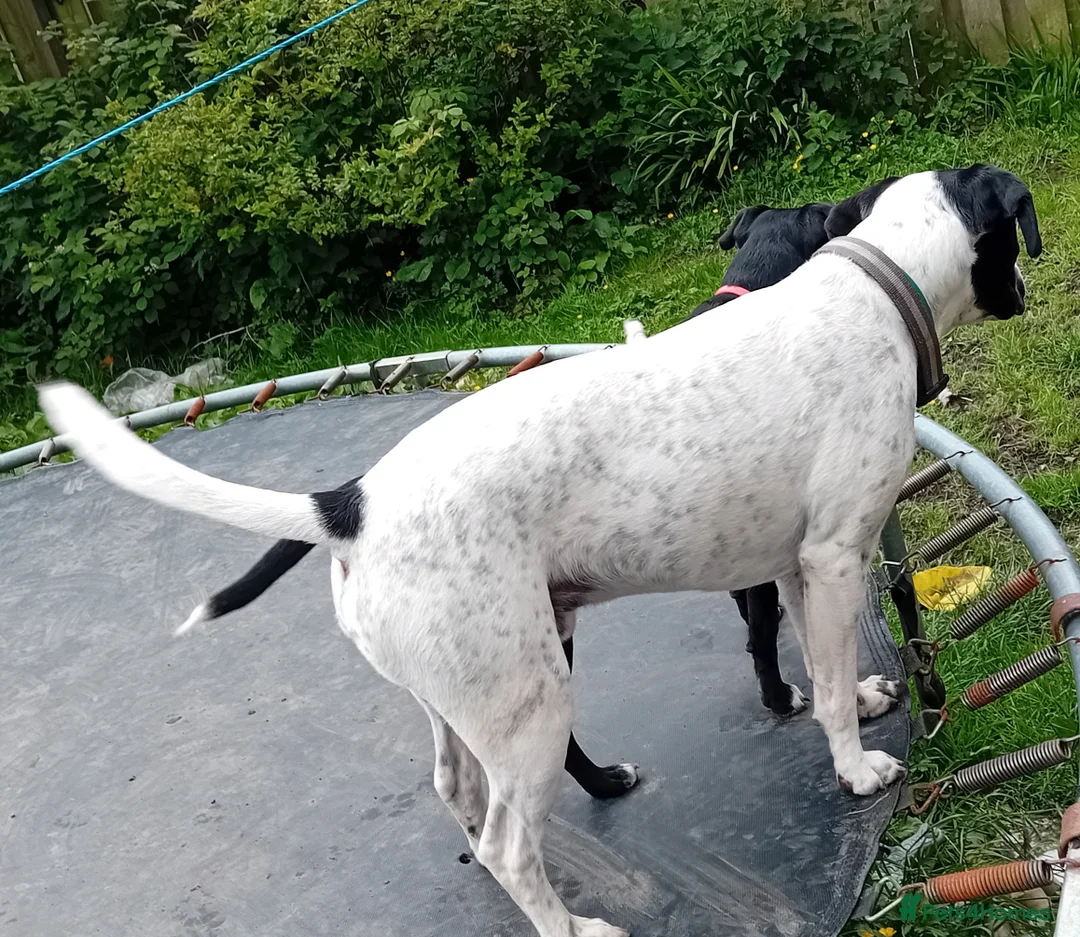 Mixed Breed dogs for sale: Chungus  in Oldham - Advert 5