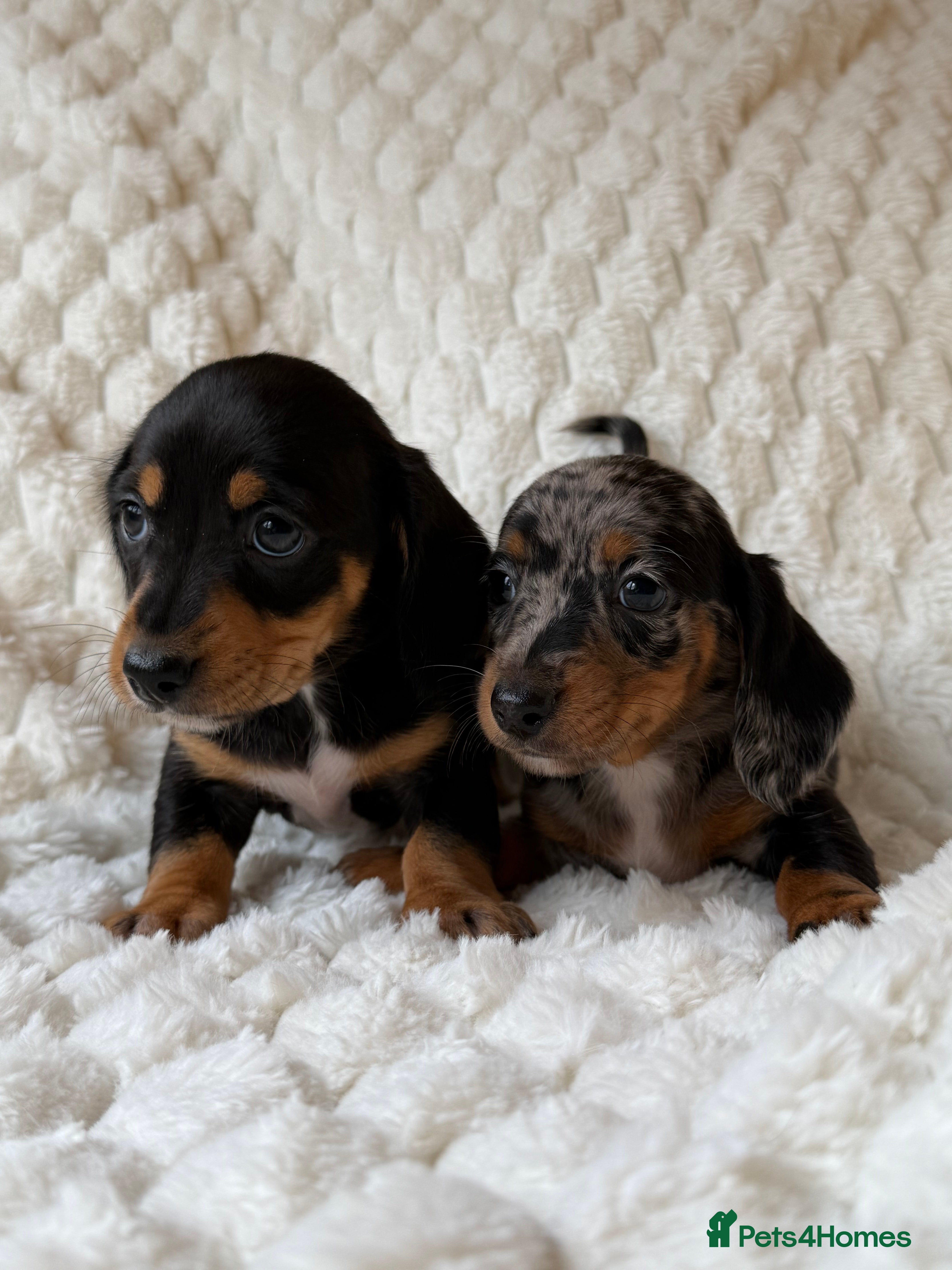 Miniature Dachshund dogs ⭐️MINATURE DACHSHUND PUPPIES⭐️ - Advert 4