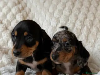 Miniature Dachshund dogs ⭐️MINATURE DACHSHUND PUPPIES⭐️ - Advert 4