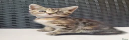 Maine Coon cats for sale: Beautiful 3/4 Maine Coon cross Kittens - Advert 17