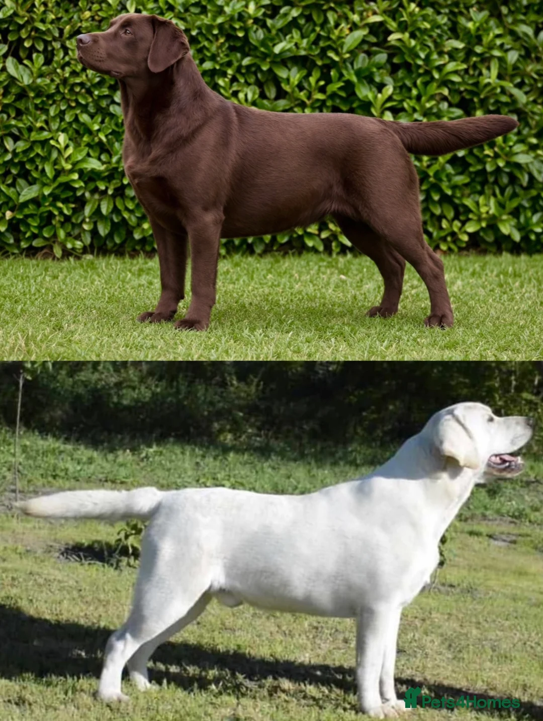 Labrador Retriever dogs for sale: Black Labradors Due 270 plus DNA Hips Elbows Eyes  - Advert 2