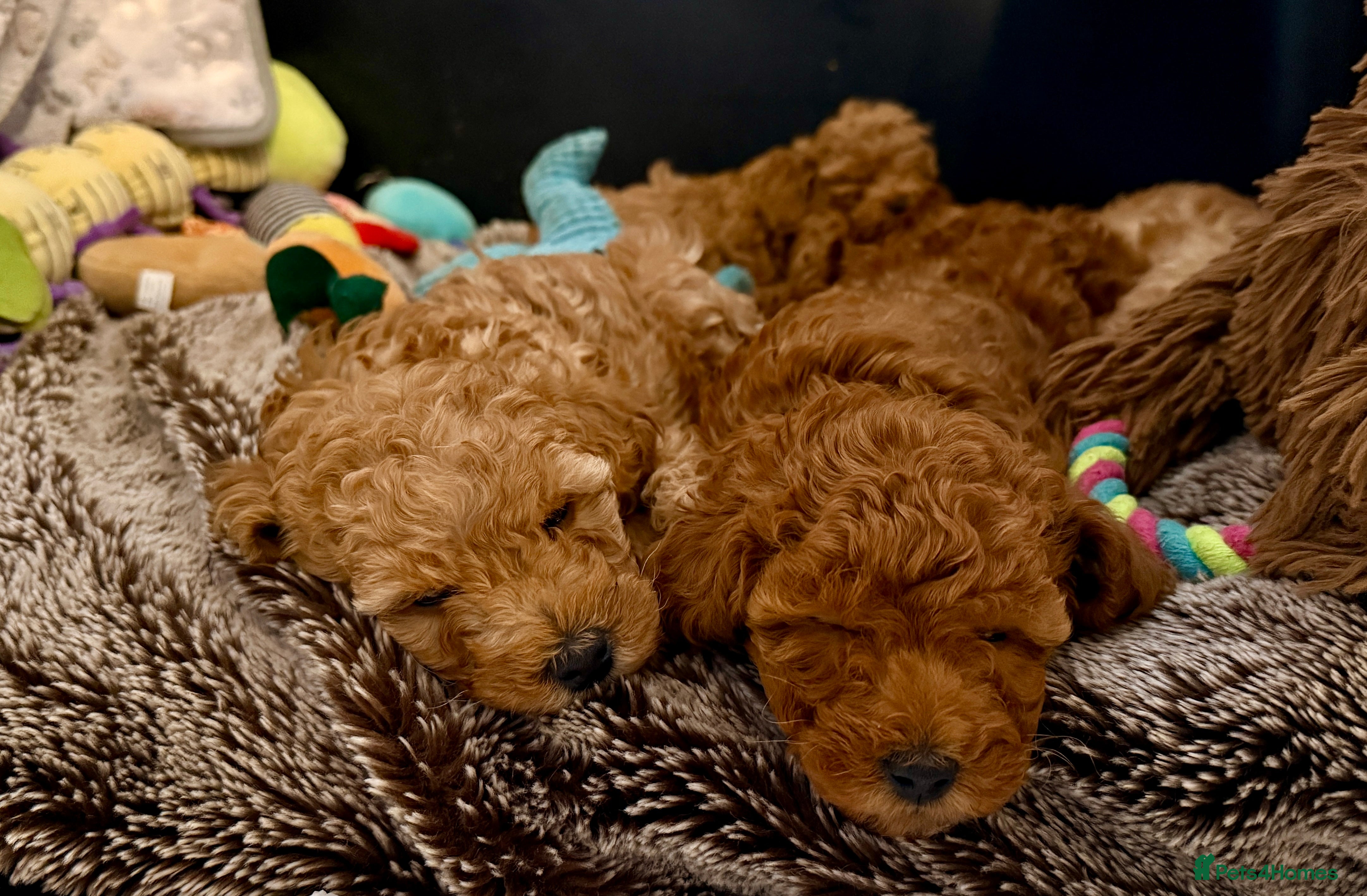 Miniature Poodle dogs Gorgeous KC Registered Miniature Poodles - Advert 4