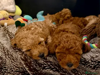 Miniature Poodle dogs Gorgeous KC Registered Miniature Poodles - Advert 9