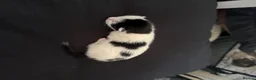 Mixed Breed cats for sale: 1 female 1 male left available  in Congleton - Advert 4