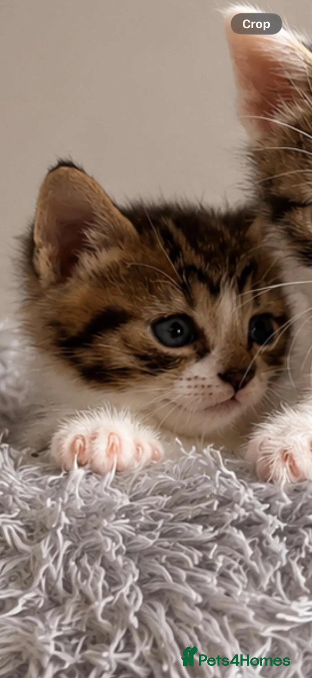 Mixed Breed cats for sale: Two Male Kittens  in Birmingham - Advert 7