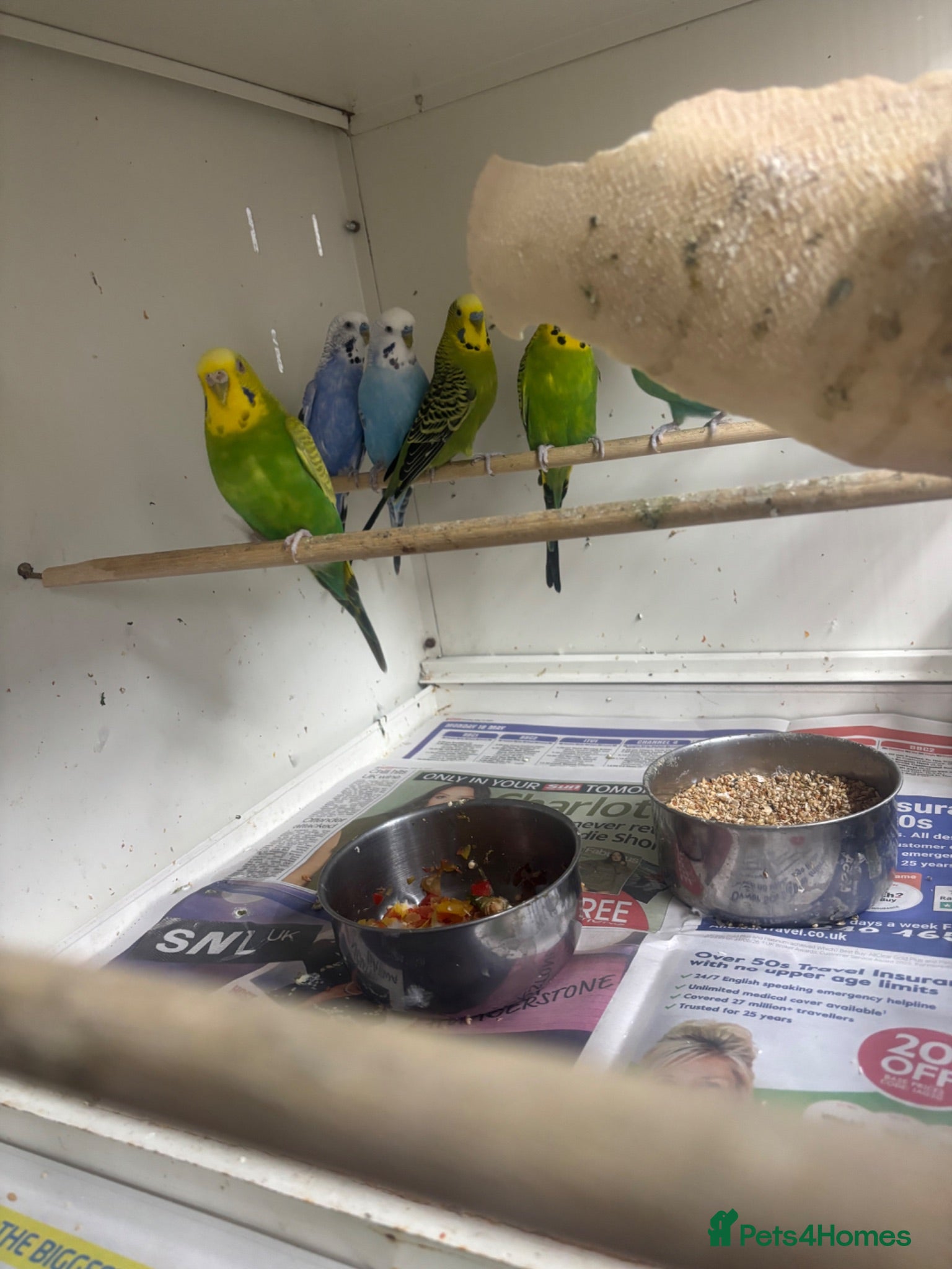 Budgerigars birds Budgies  - Advert 1