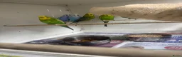 Budgerigars birds for sale: Budgies  in Birmingham - Advert 1