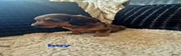 Dachshund dogs for sale: Kc dachshund puppies! - Advert 19