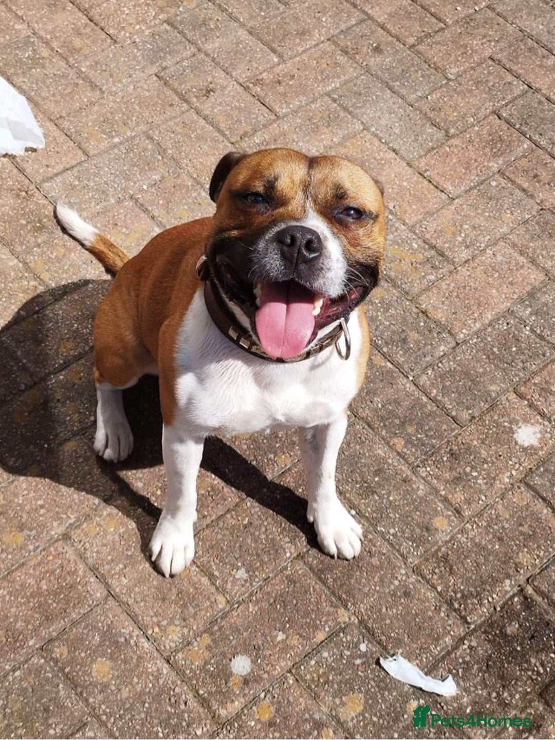 Staffordshire Bull Terrier dogs for stud: Proven Staffordshire Bull Terrier for Stud  - Image 16