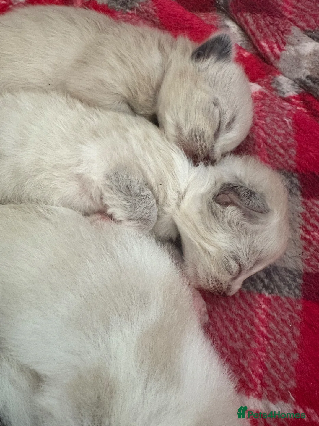 Mixed Breed cats for sale: Four mix breed kittens - Advert 6