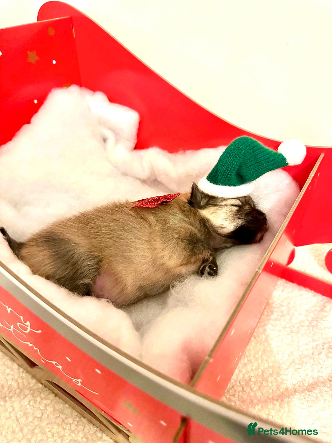 Pomeranian dogs for sale: Pomeranian puppy’s for sale - Advert 29