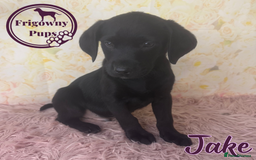 Labrador Retriever dogs for sale: Adorable KC Reg Labrador Puppies *Ready Now* - Image 11