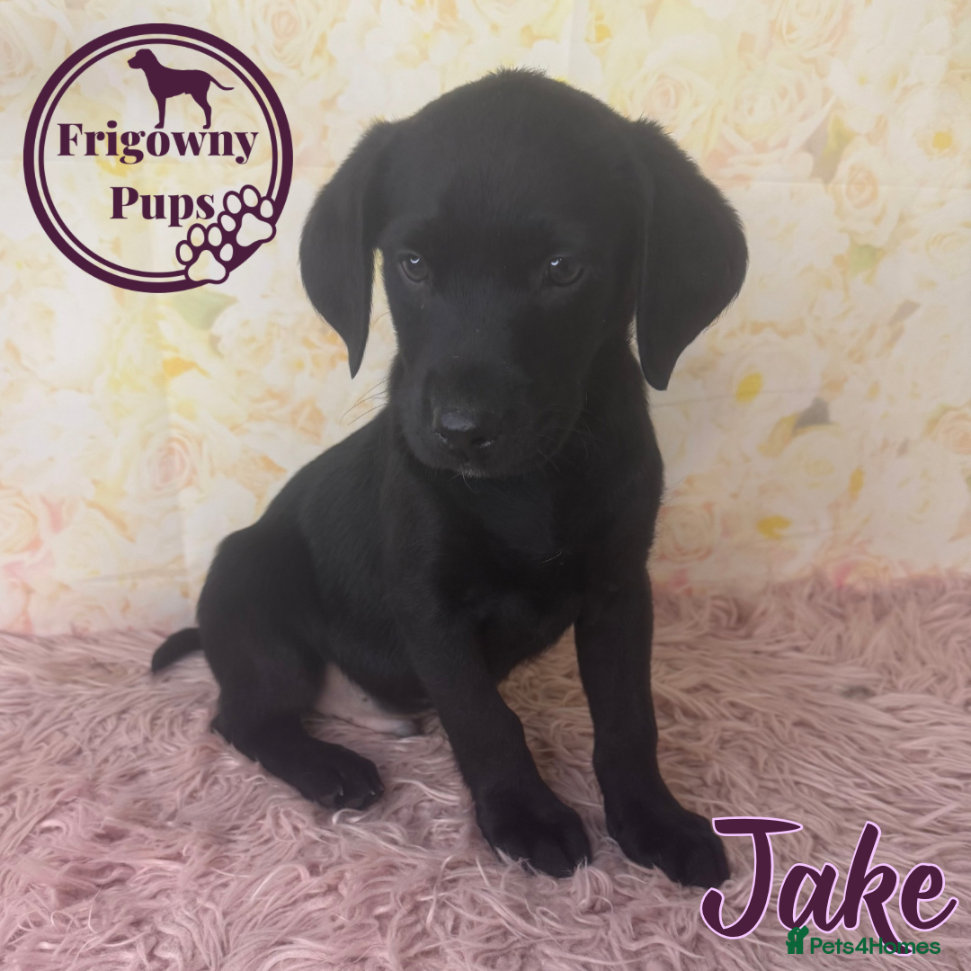 Labrador Retriever dogs for sale: Adorable KC Reg Labrador Puppies *Ready Now* - Image 11