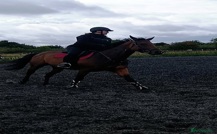Irish Thoroughbred horses in Pewsey - Advert 1