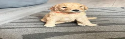 Goldendoodle dogs for sale: Beautiful golden doodle puppies for sale  in Norwich - Advert 9