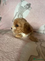 Cavapoo dogs Stunning Cavapoo puppies from family home - Advert 1