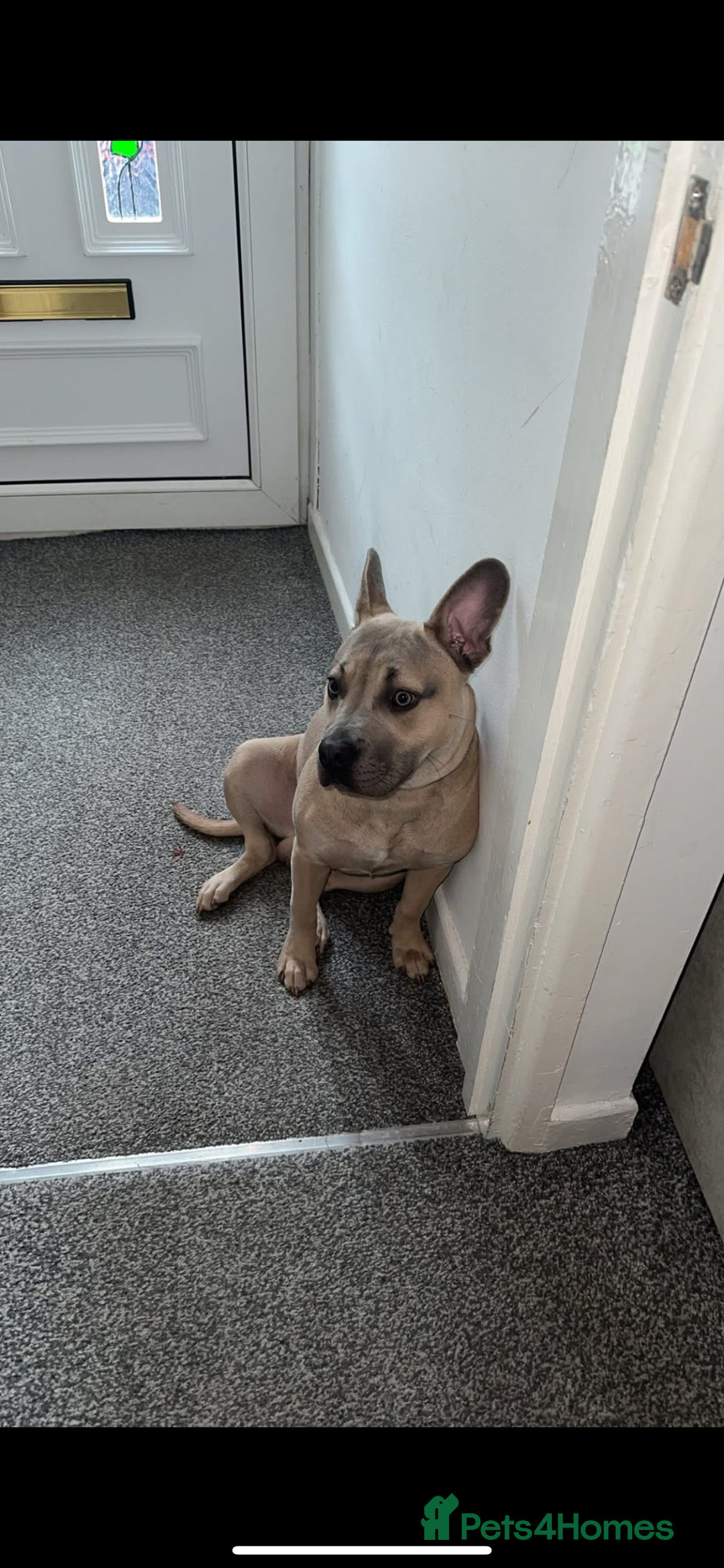 Mixed Breed dogs for sale: Blue  - Image 6
