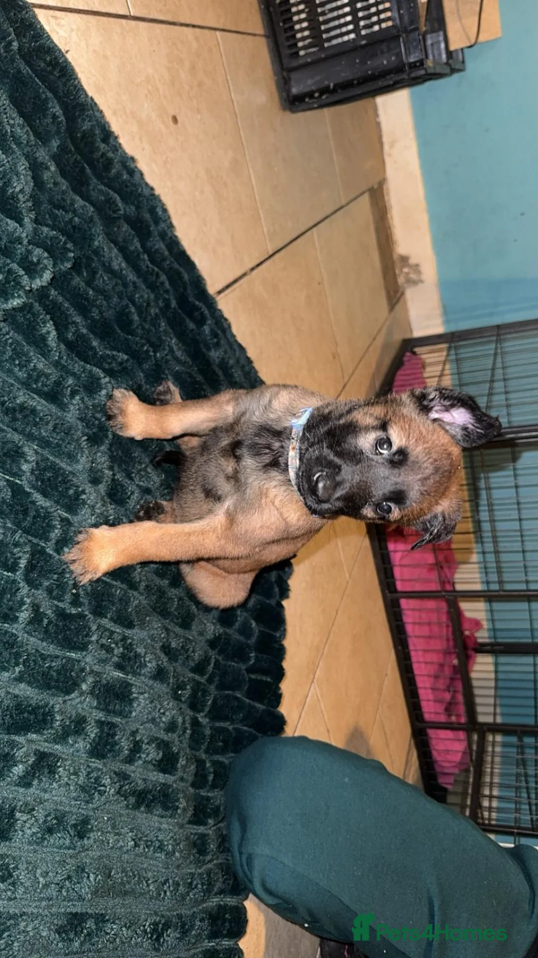 Belgian Shepherd Dog dogs for sale: Belgium malinois puppies  - Advert 6