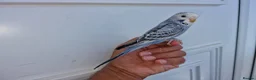 Budgerigars birds for sale: Super silly hand tamed baby budgies  - Advert 2