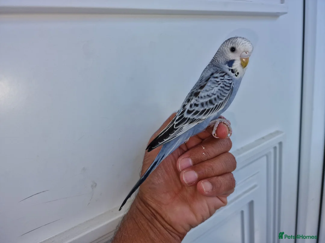 Budgerigars birds for sale: Super silly hand tamed baby budgies  - Advert 2