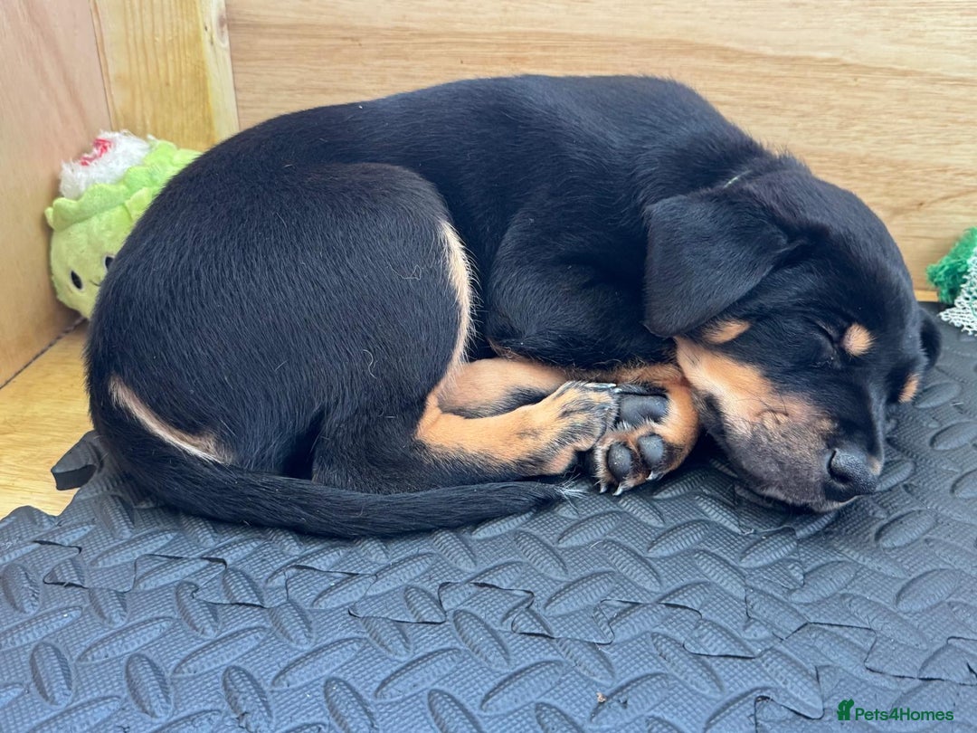 Mixed Breed dogs for sale: Australian Kelpie (75%) x Huntaway (25%) Puppies - Advert 2