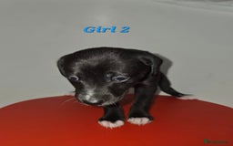 Lurcher dogs for sale: Lurcher Pups - Image 5