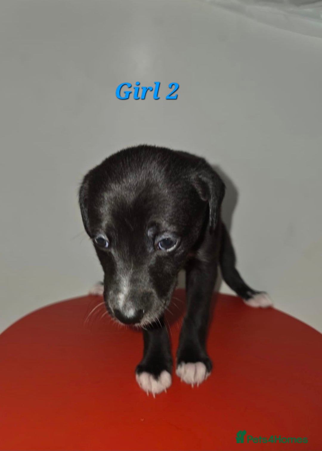 Lurcher dogs for sale: Lurcher Pups - Image 5