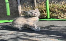Mixed Breed cats for sale: 3 Female Ragdoll X Kittens  - Image 4