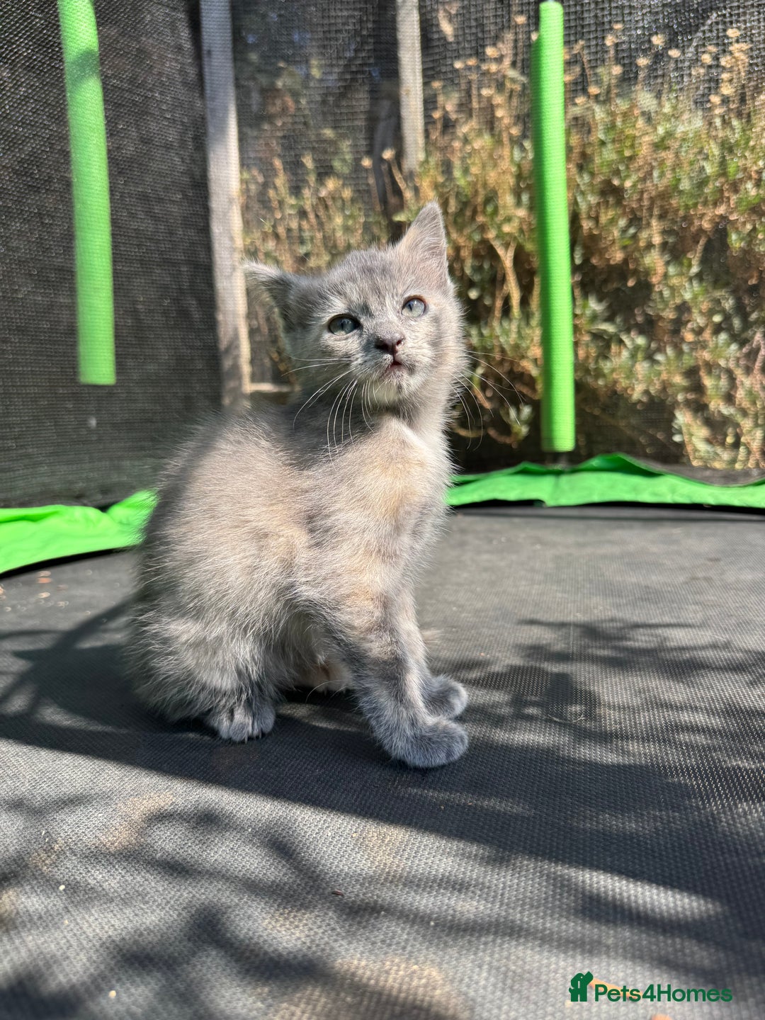 Mixed Breed cats for sale: 3 Female Ragdoll X Kittens  - Image 4