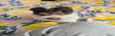 Biewer Terrier Puppy 1