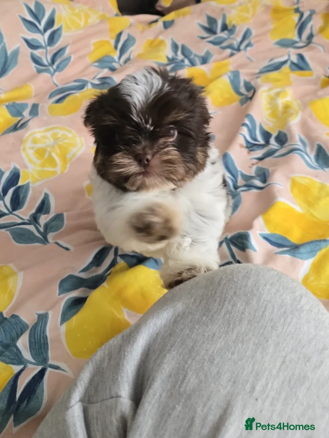 Biewer Terrier dogs for sale: Male Biewer Yorkie Puppy- Ready to go 😊 - Advert 10