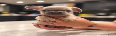 French Bulldog 1