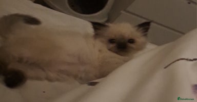 Ragdoll cats - Advert 15