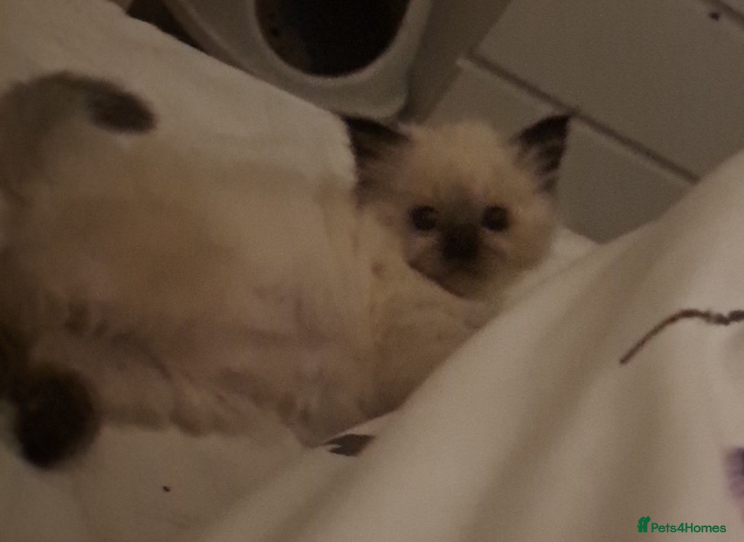 Ragdoll cats for sale: Ragdoll Kitten Ready for a Loving Home - Image 3