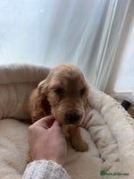 Cocker Spaniel dogs (1 left) Show type cocker spaniel puppies - Advert 13