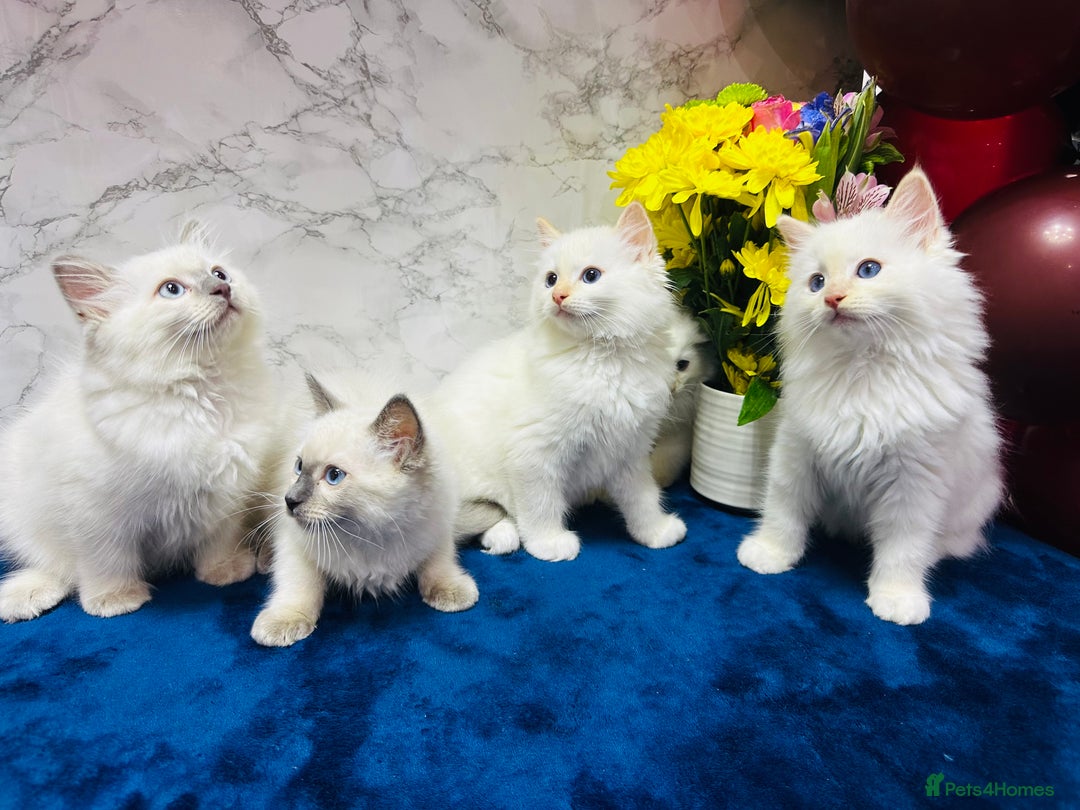 Ragdoll cats for sale: TICA Registered Magnificent Ragdoll kittens  - Image 18