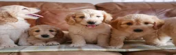 Mini Goldendoodle dogs for sale: Stunning F1 Health Tested Miniature Goldendoodles - Advert 16