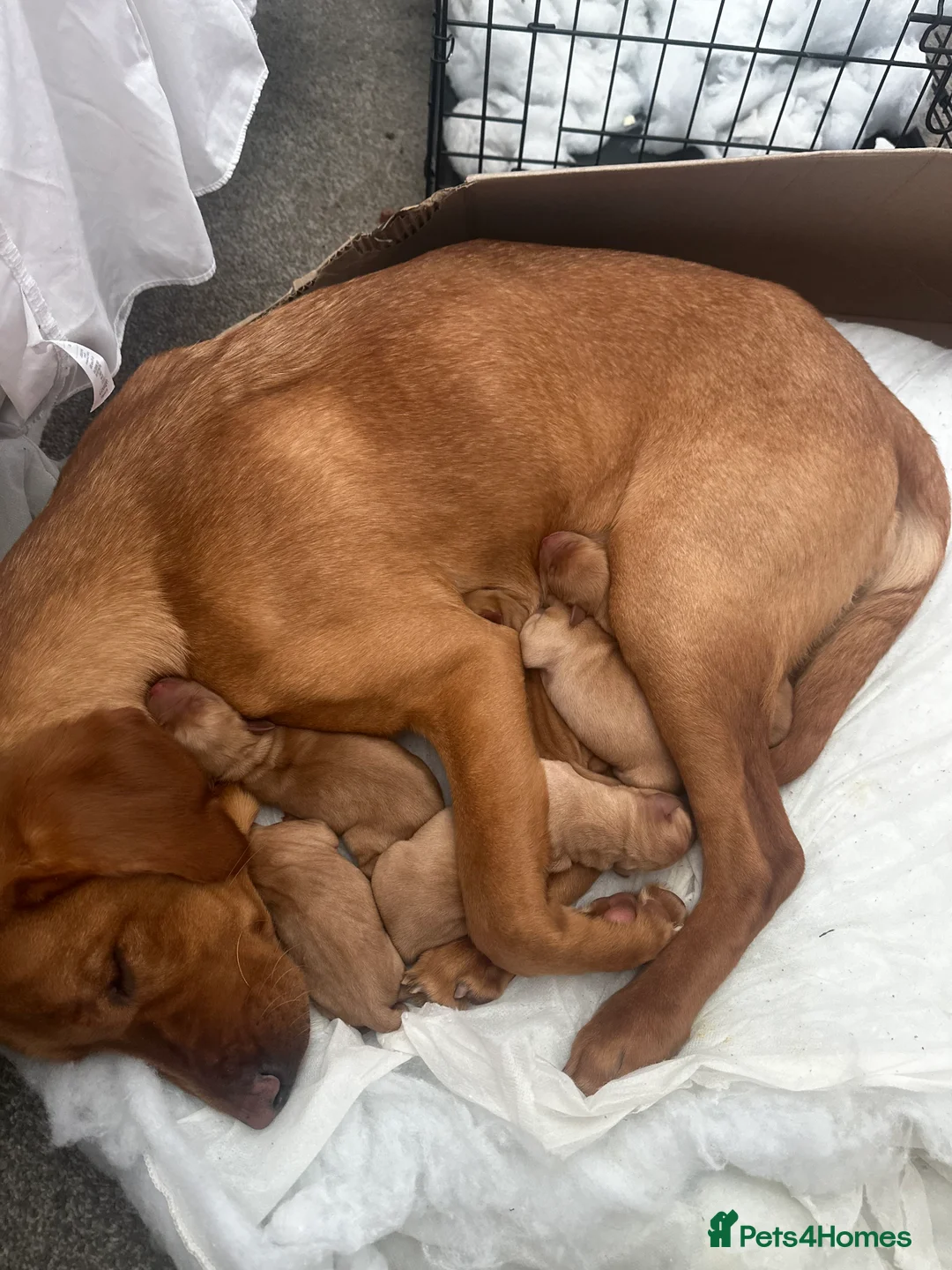 Labrador Retriever dogs for sale: 6 puppies  in Ipswich - Advert 1