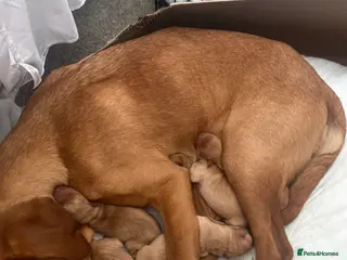 Labrador Retriever dogs 6 puppies in Ipswich - Advert 4