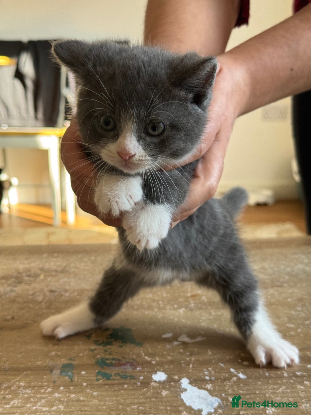 British Shorthair cats for sale: It’s a British short hair  - Image 15