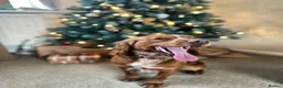 Cocker Spaniel dogs for stud: Working Cocker Spaniel at Stud (Proven) in Wolverhampton - Advert 5