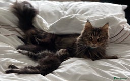 Maine Coon cats for sale: GCCF Genetically Clear Maine Coon Kitten - Image 9
