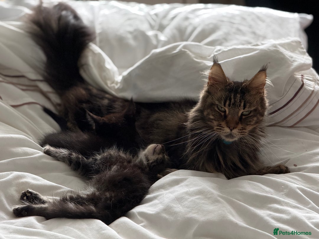 Maine Coon cats for sale: GCCF Genetically Clear Maine Coon Kitten - Image 9