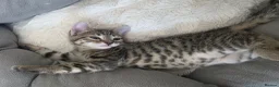 Mixed Breed cats for sale: 3 beautiful 1/4 siamese kittens ready now x - Advert 22