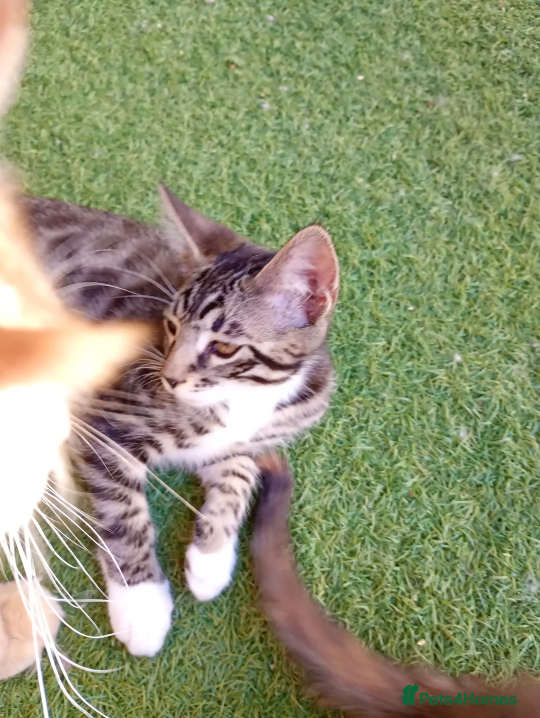 Maine Coon cats for sale: MAINE COON 1 boy .UNUSUAL, STUNNING  - Advert 2